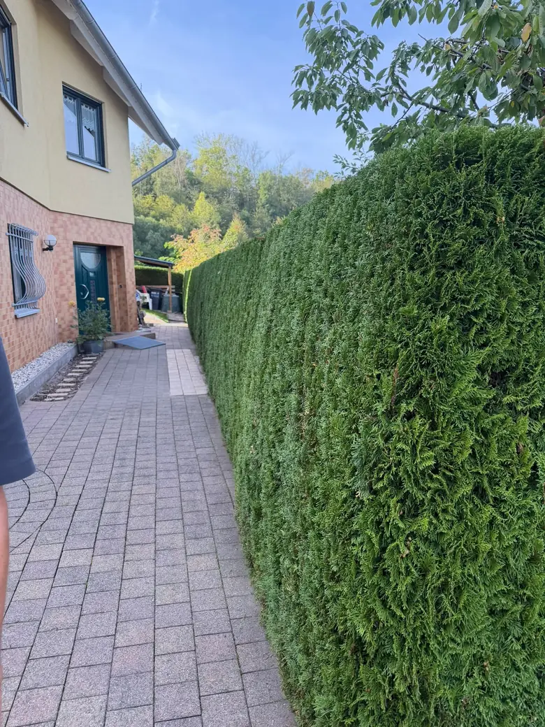Nachher: dieselbe Hecke gerade und schmal geschnitten, der Weg ist frei