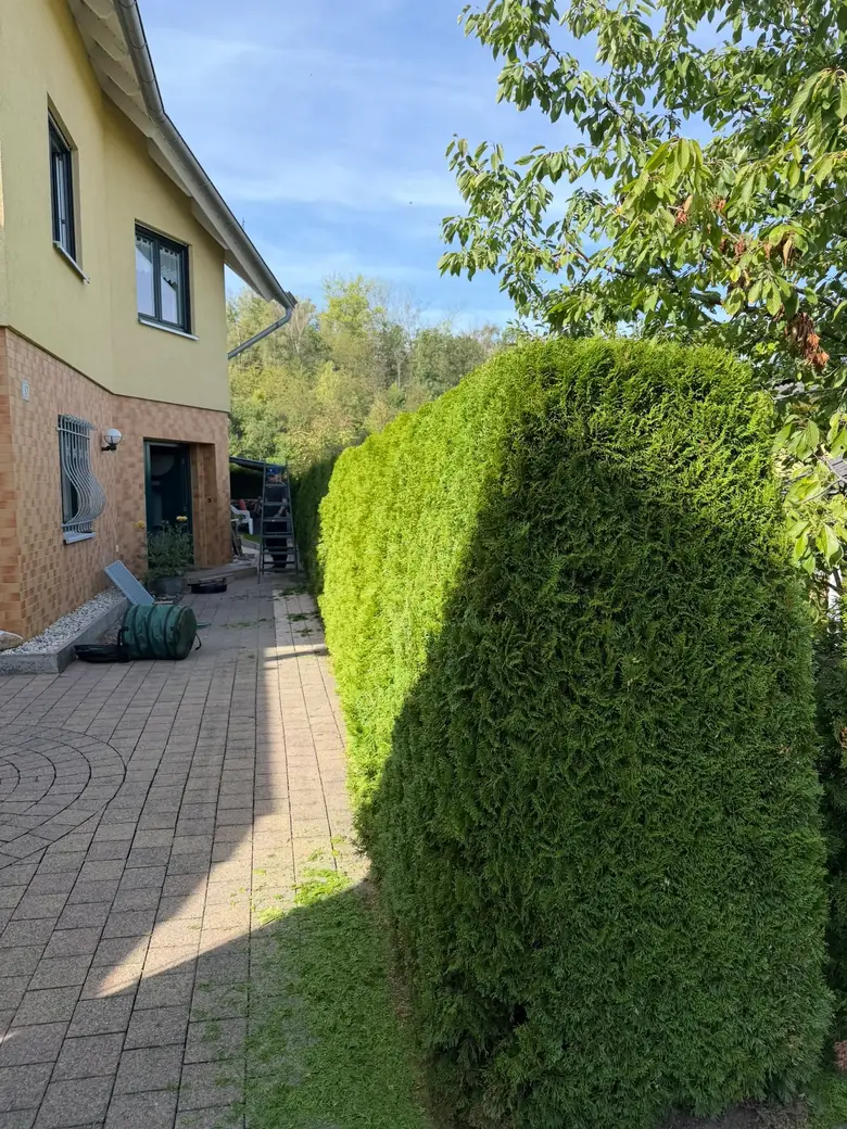 Vorher: breit ausgewachsene Thujahecke am Weg zu einem gelben Wohnhaus