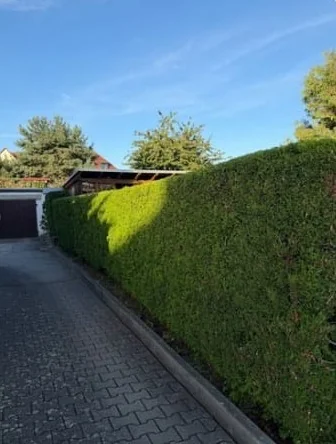 Nachher: frisch geschnittene, gerade Hecke an derselben Zufahrt