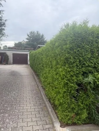Vorher: zugewachsene Hecke an einer gepflasterten Garagenzufahrt